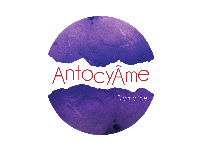 Logo AntocyÂme